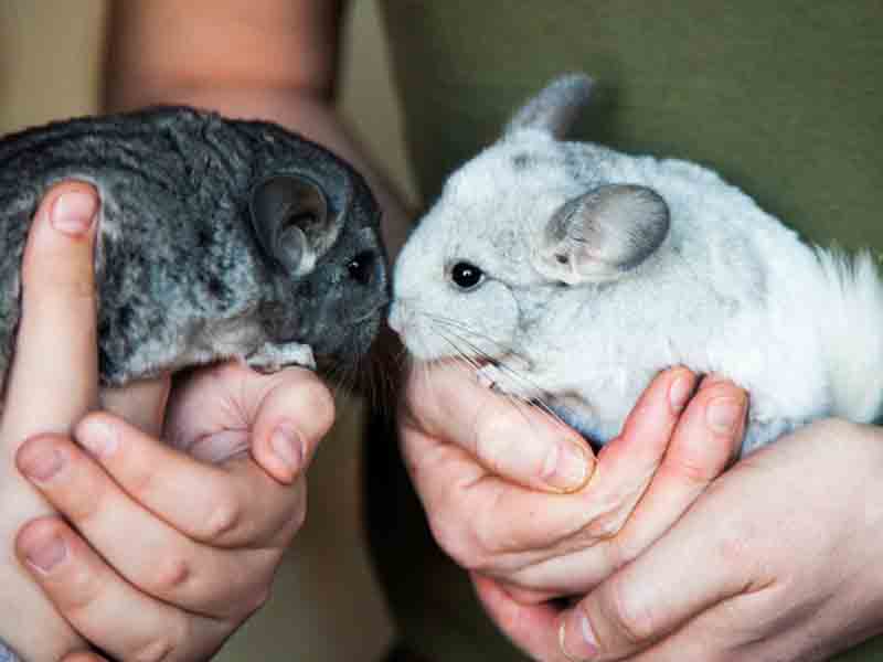 What is a good starter pet in India?
